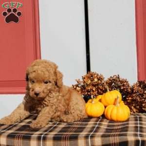 Hamitch, Miniature Poodle Puppy